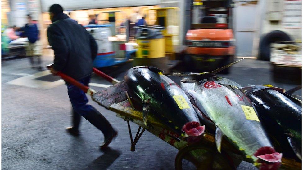 Tuna are wheeled off on carts after the auction