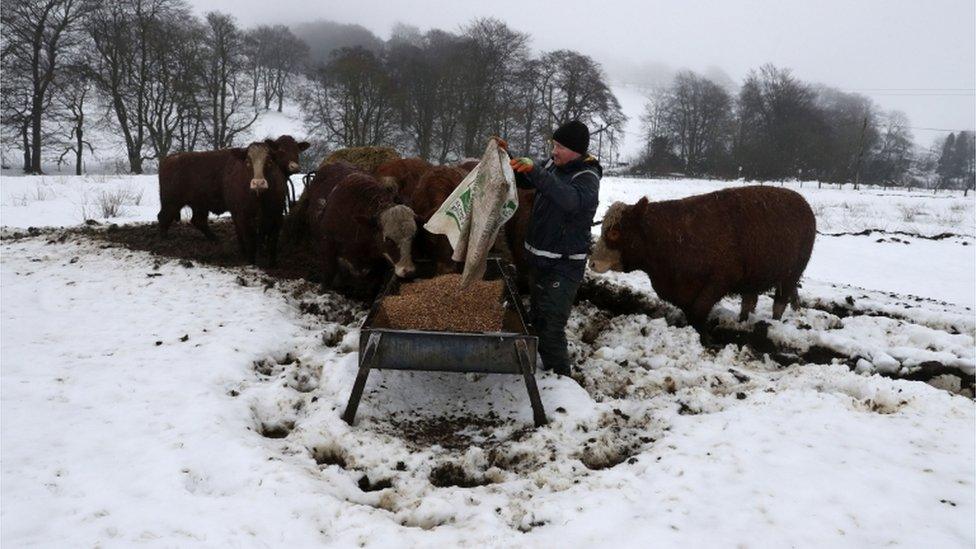 Feeding cattle on Craigannet Farm in the Carron Valley