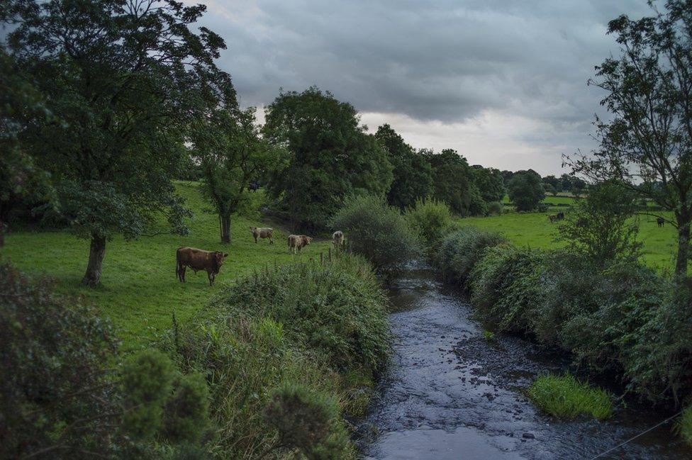 Cattle in a field beside a river that marks the Irish border