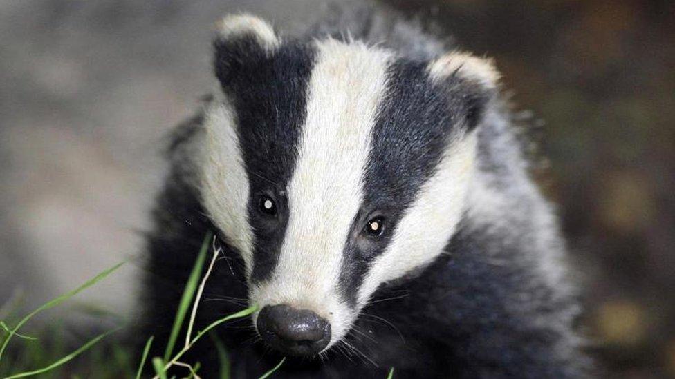 A badger