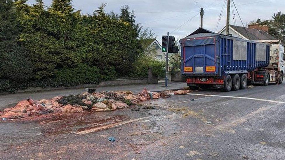 animal carcass on road at newbuildings