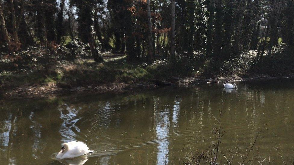 Swans in Victoria Park, Belfast