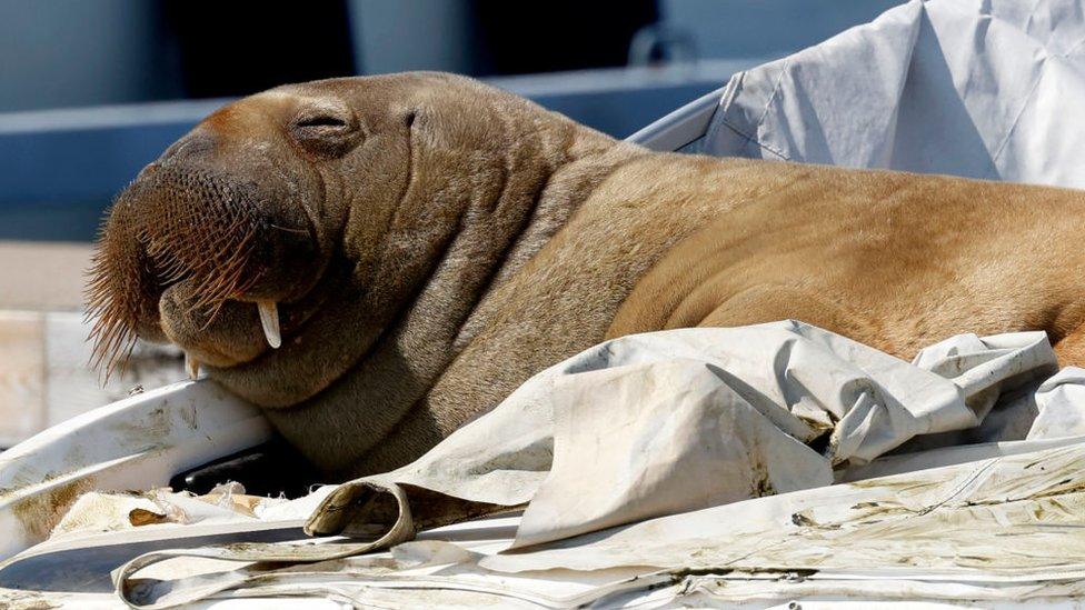 Freya the walrus rests on a boat in Frognerkilen bay in Oslo on 19 July