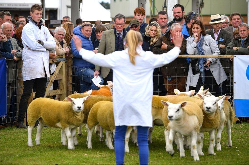 Girl herding sheep