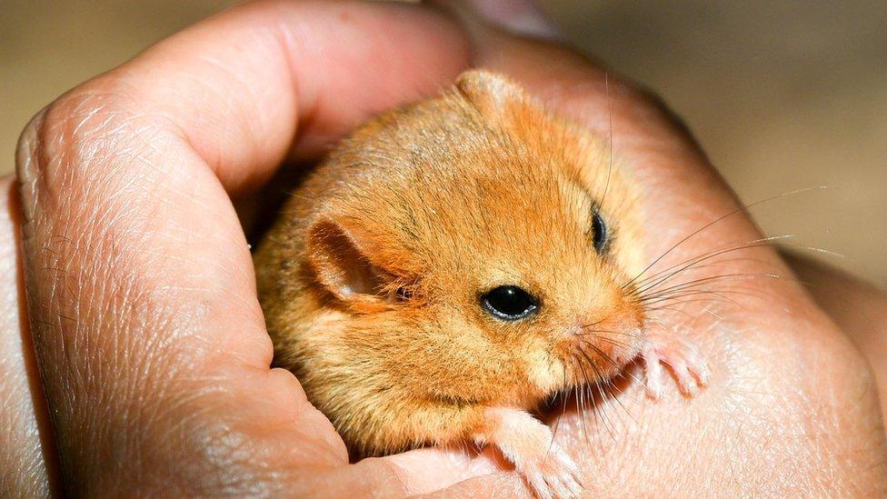 Hazel dormouse