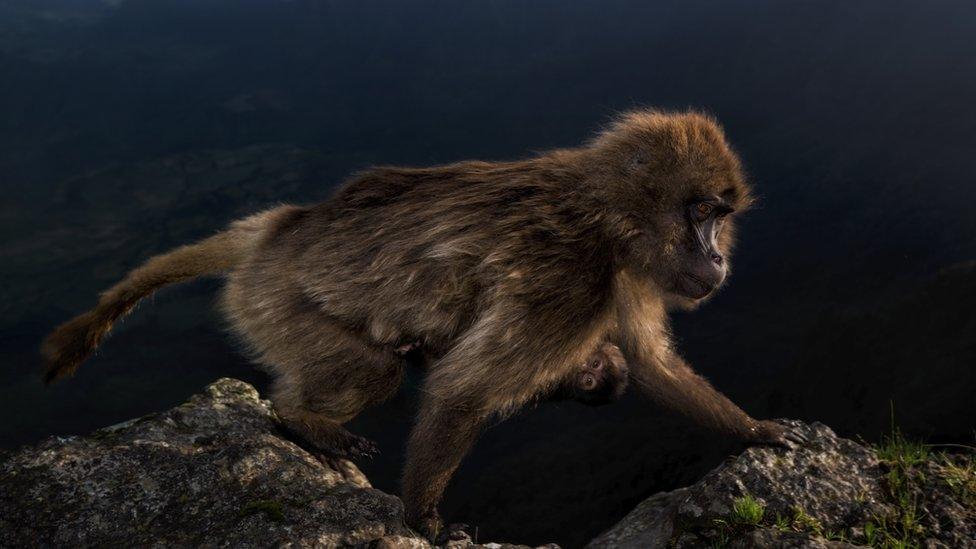 gelada-baby-on-belly.