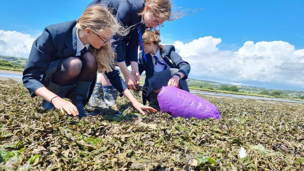 The girls collecting seaweed