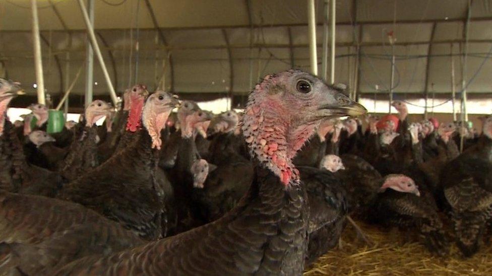 Turkeys on turkey farm