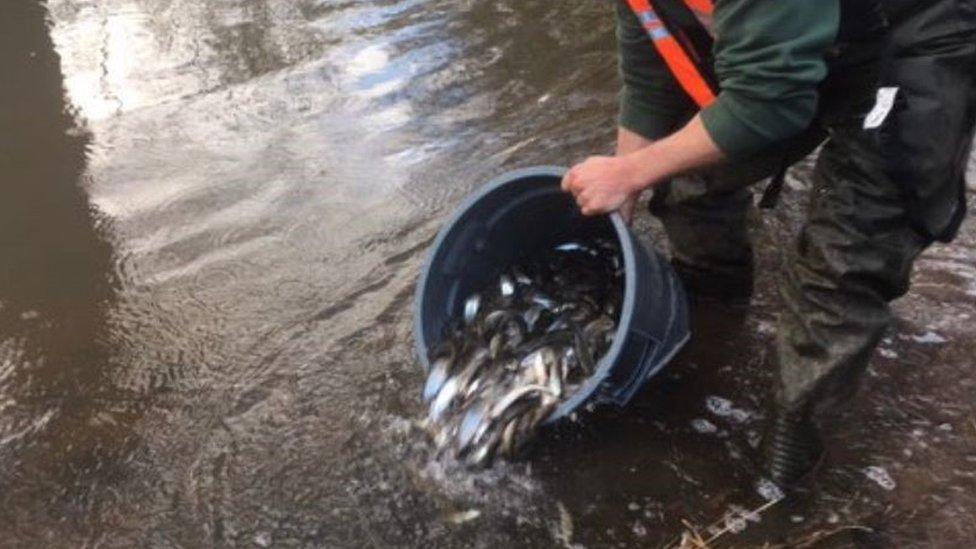 Fish being released into river from large bucket