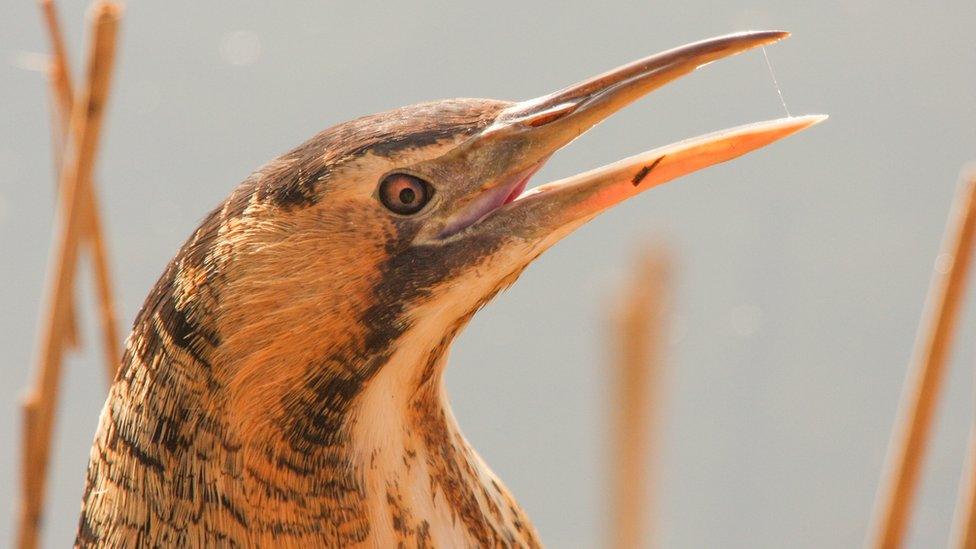 Bittern.