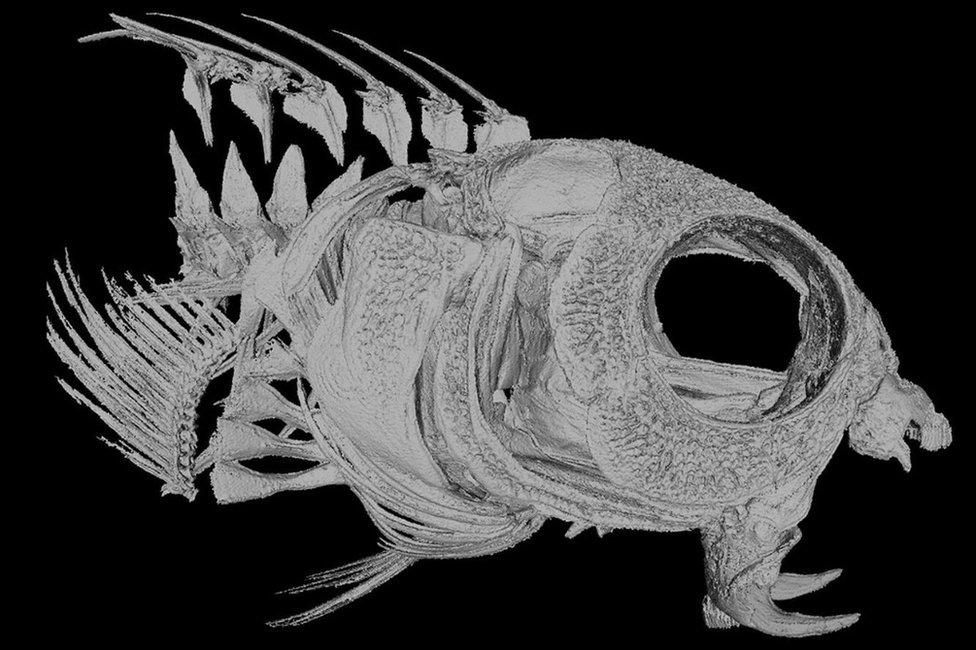 Fang blenny scan