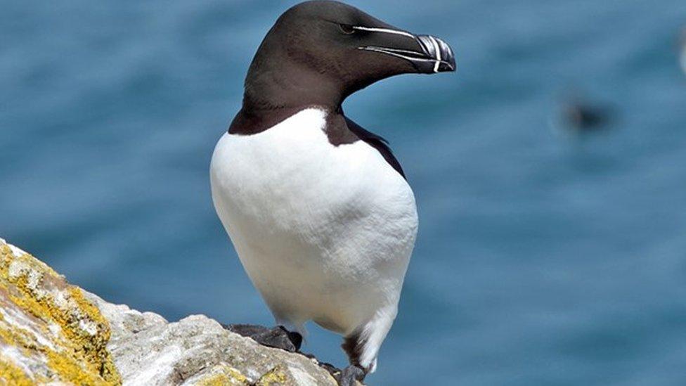 Razorbill