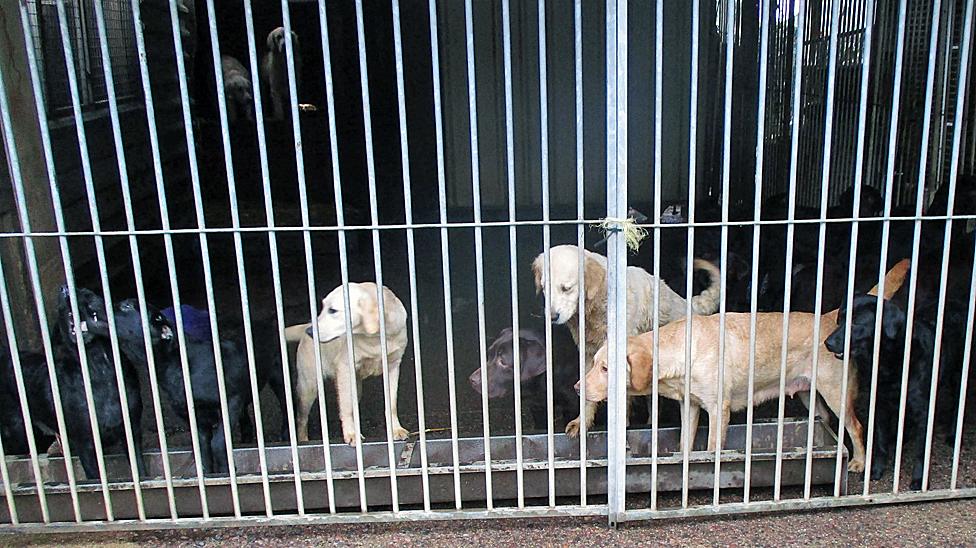 Dogs in kennels