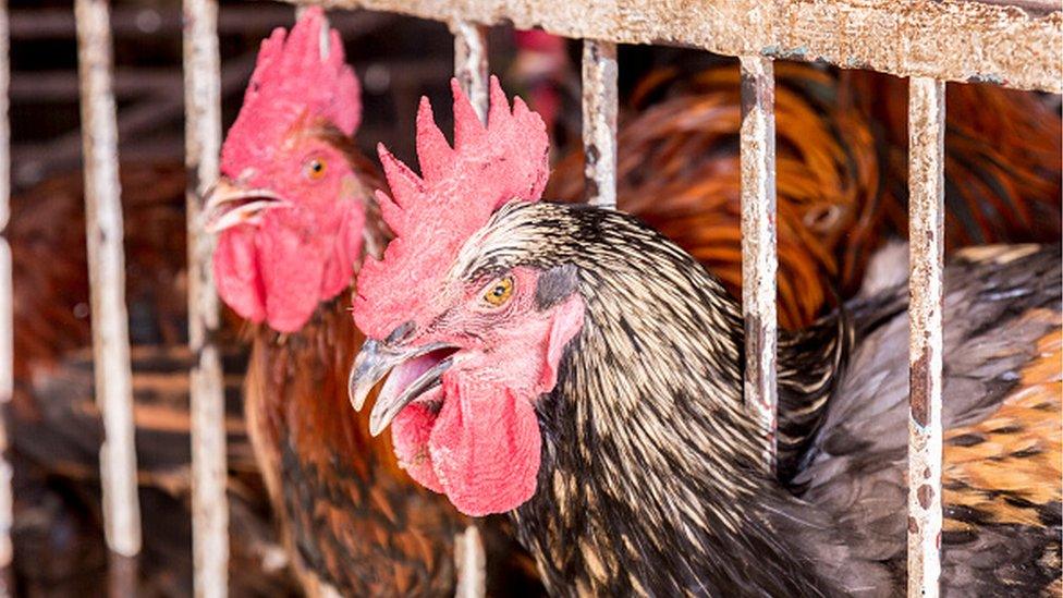 Chickens in a cage