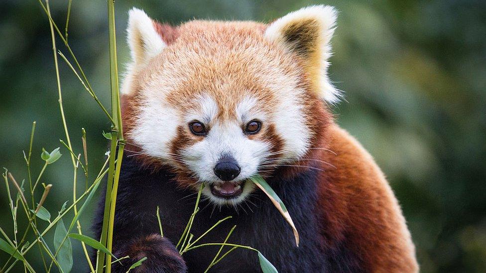 Red panda