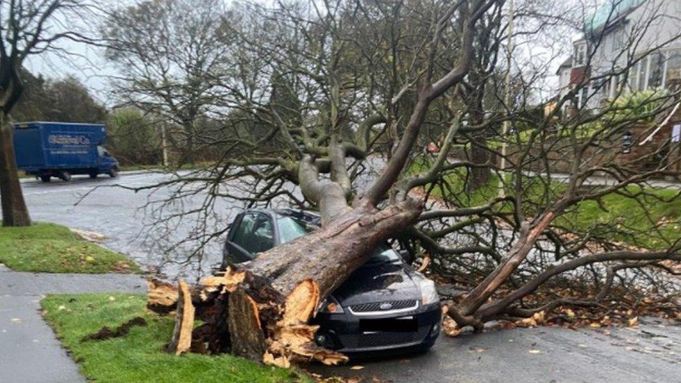 A tree falls on to a car in Scarborough