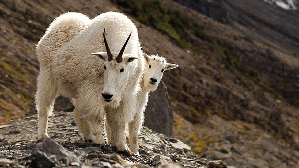 Mountain goats