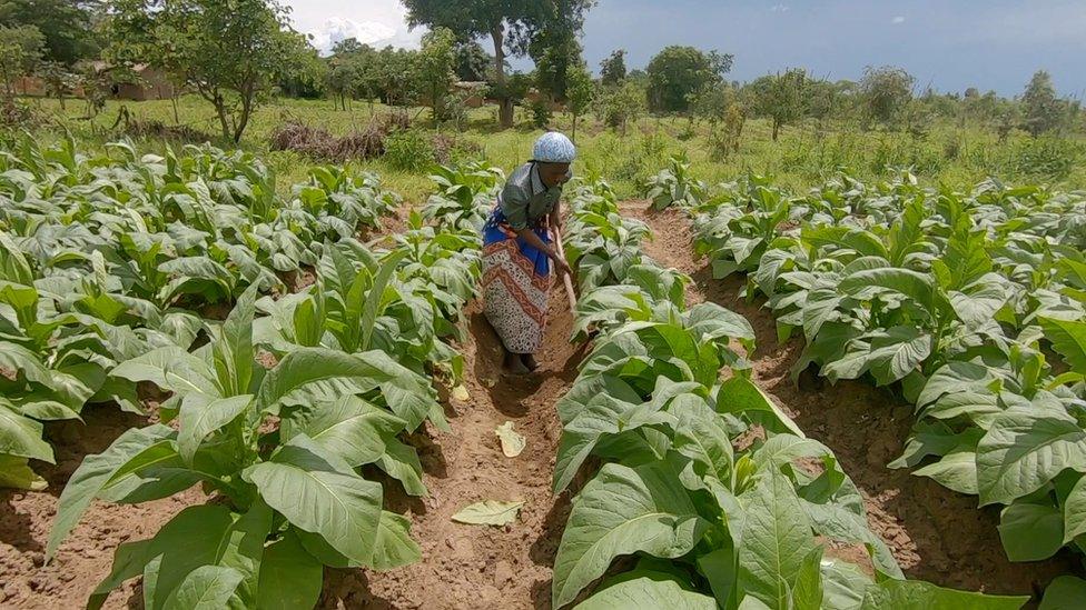 Woman working on her tobacco crop