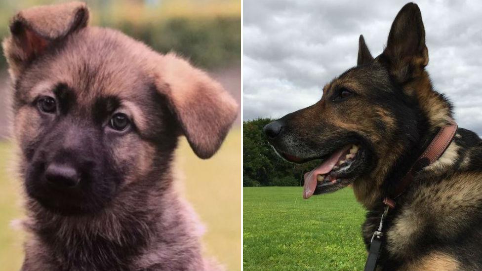 Guide dog puppy Finn and retired police dog Finn