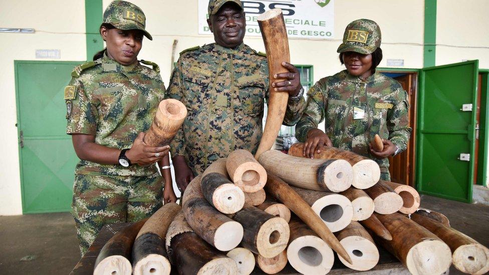 Customs officials holding ivory seized coming from Nigeria in Abidjan, Ivory Cost - Monday 13 June 2016