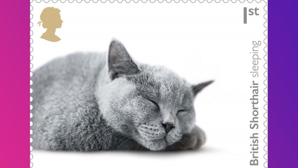 British shorthair