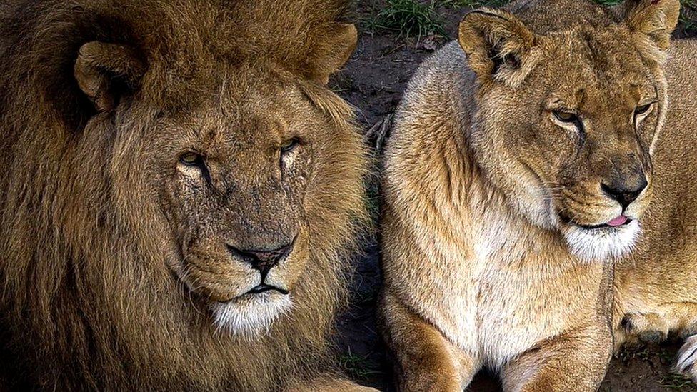 Lions and lionesses at Africa Alive