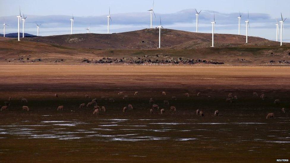 Sheep graze in front of wind turbines that are part of the Infigen Energy"s Capital Windfarm located on the hills surrounding Lake George