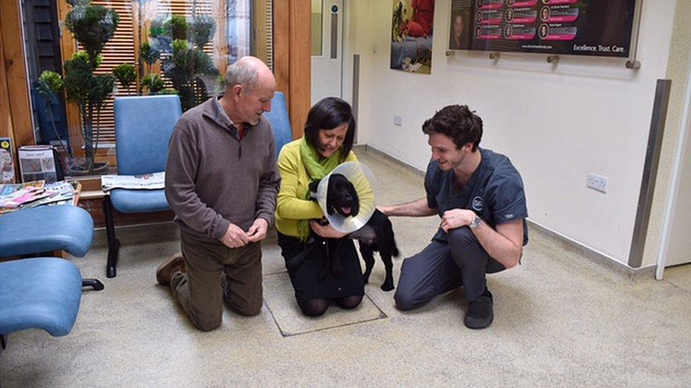 Marley the cocker spaniel at the vets'