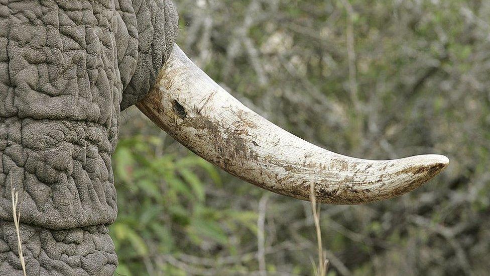 A close shot of an elephant's tusk