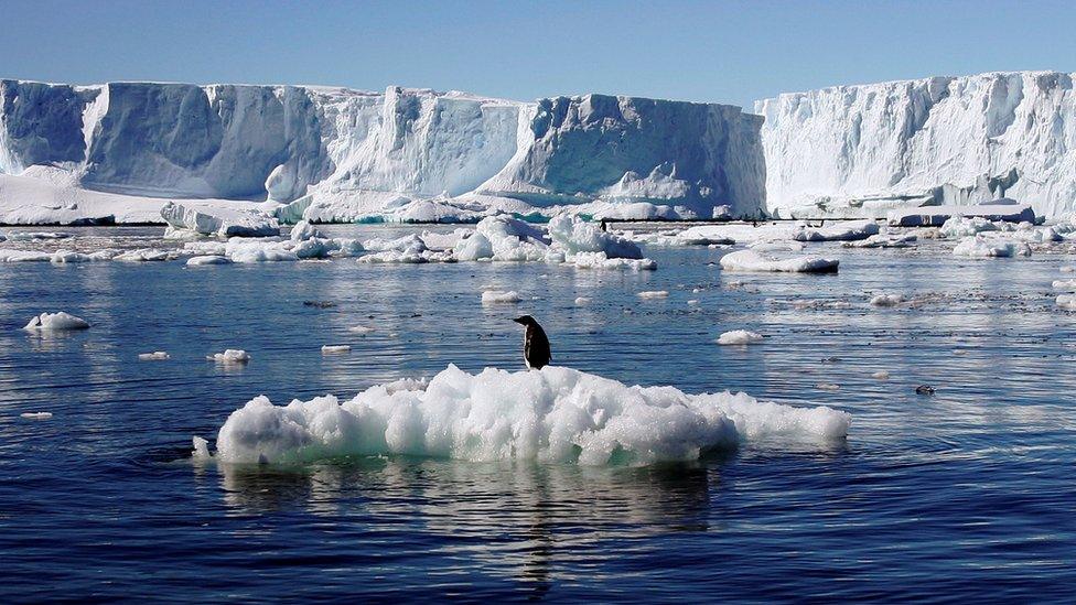 Penguin on some floating ice