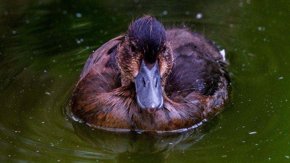 Baer's pochard duck