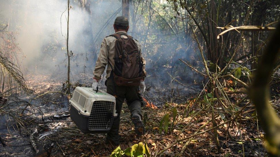 Park Ranger Radamir Sevillanos, of the Madidi National Park, searches for animals who may be hurt or trapped