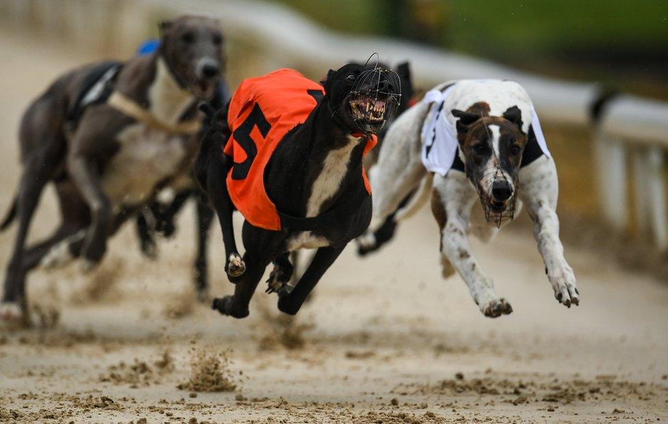 Greyhound racing