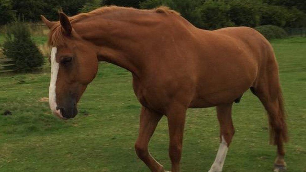 Fimber, West Yorkshire Police horse