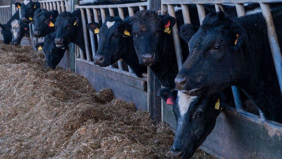 Cows on a farm