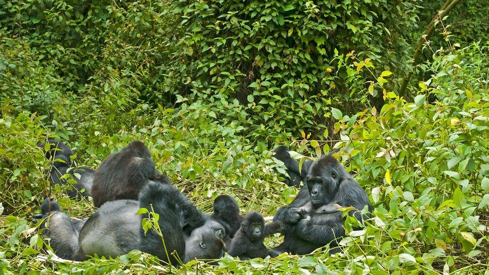 group-of-gorillas