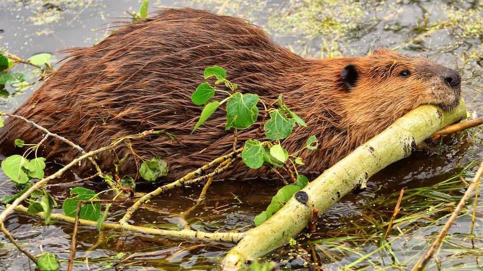 A beaver