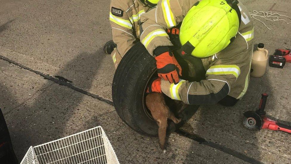 Firefighters use specialist cutting equipment to free a fox cub from a tyre