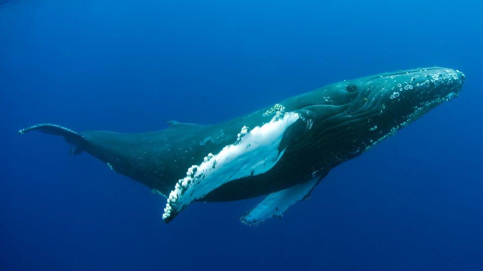 Humpback whale