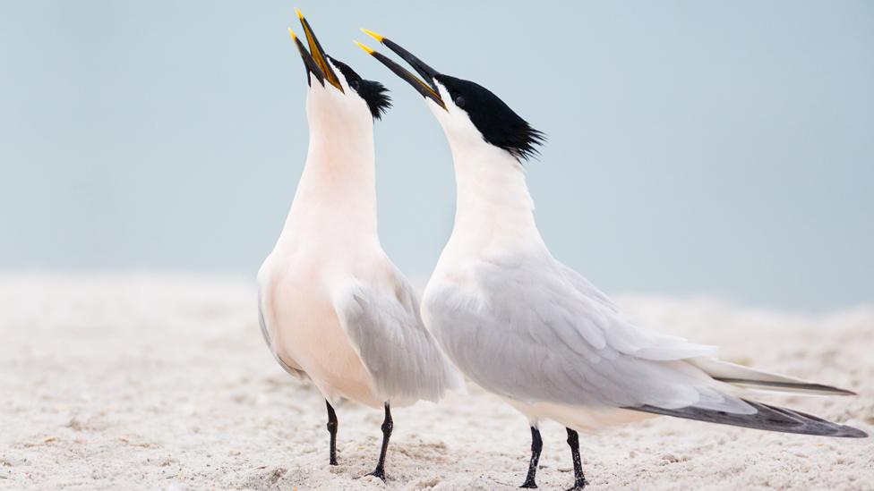 Sandwich terns