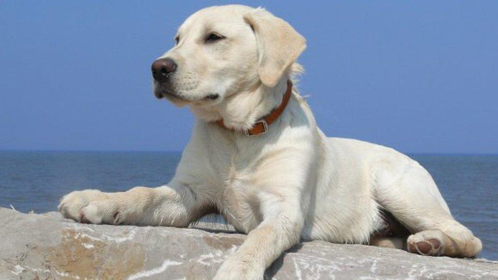 Rescue dog Buddie on the beach at Llanddulas, near Abergele.