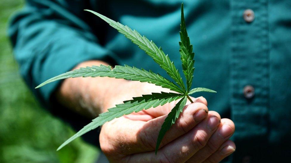 A farmer holding a hemp leaf