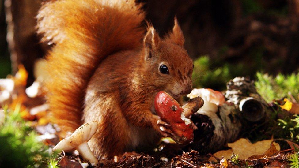 A red squirrel eating a toadstool