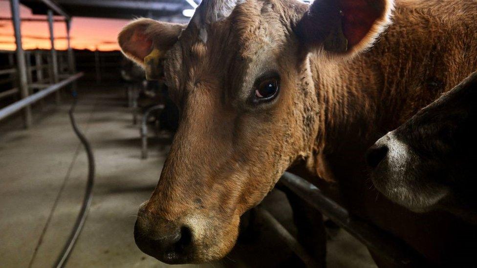 Cow in New Zealand