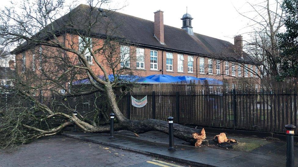 fallen tree