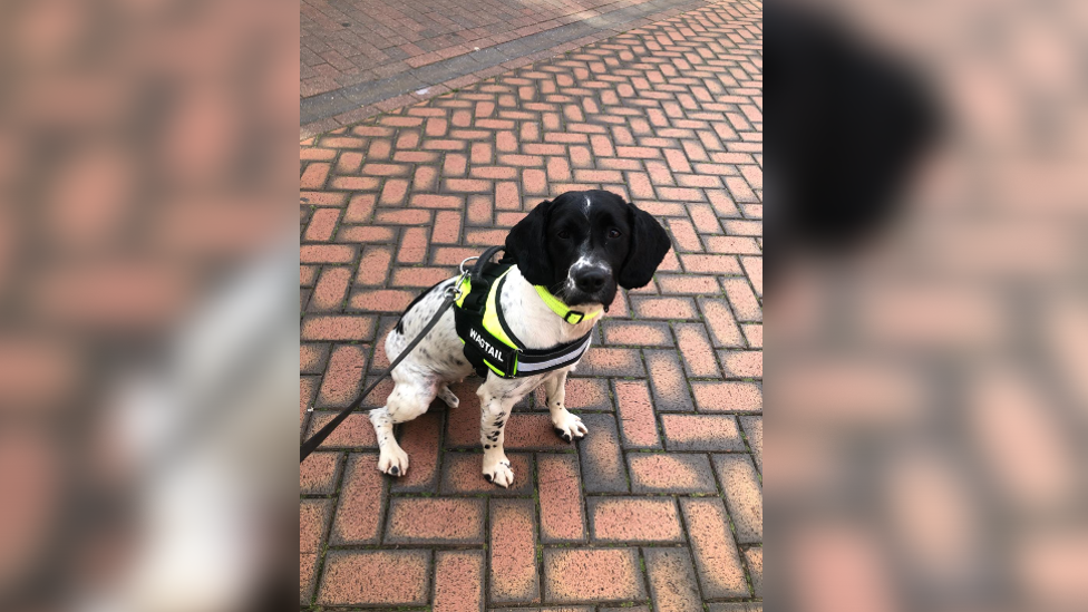 A black and white spaniel dog with a black and yellow harness on attached to a lead held by the person taking the photo. The dog is sat on a brick pavement and is looking at the camera.