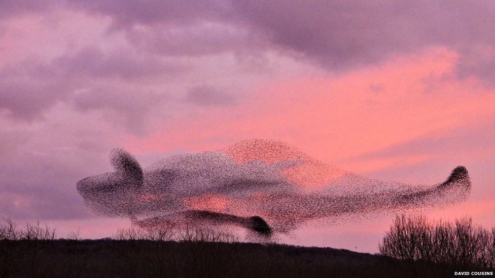 starling murmuration at Leighton Moss