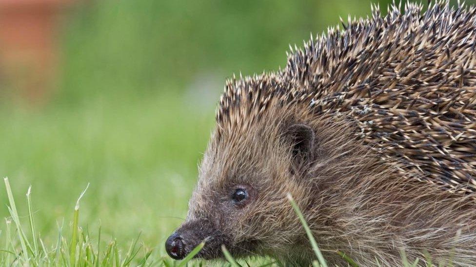 Hedgehogs and pumpkins don't mix!