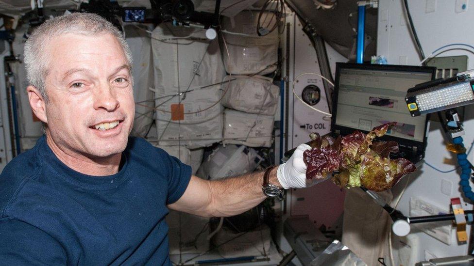 nasa-space-lettuce.