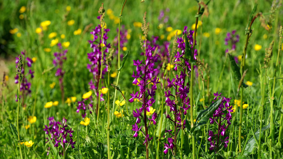 A wild orchid field in Jersey